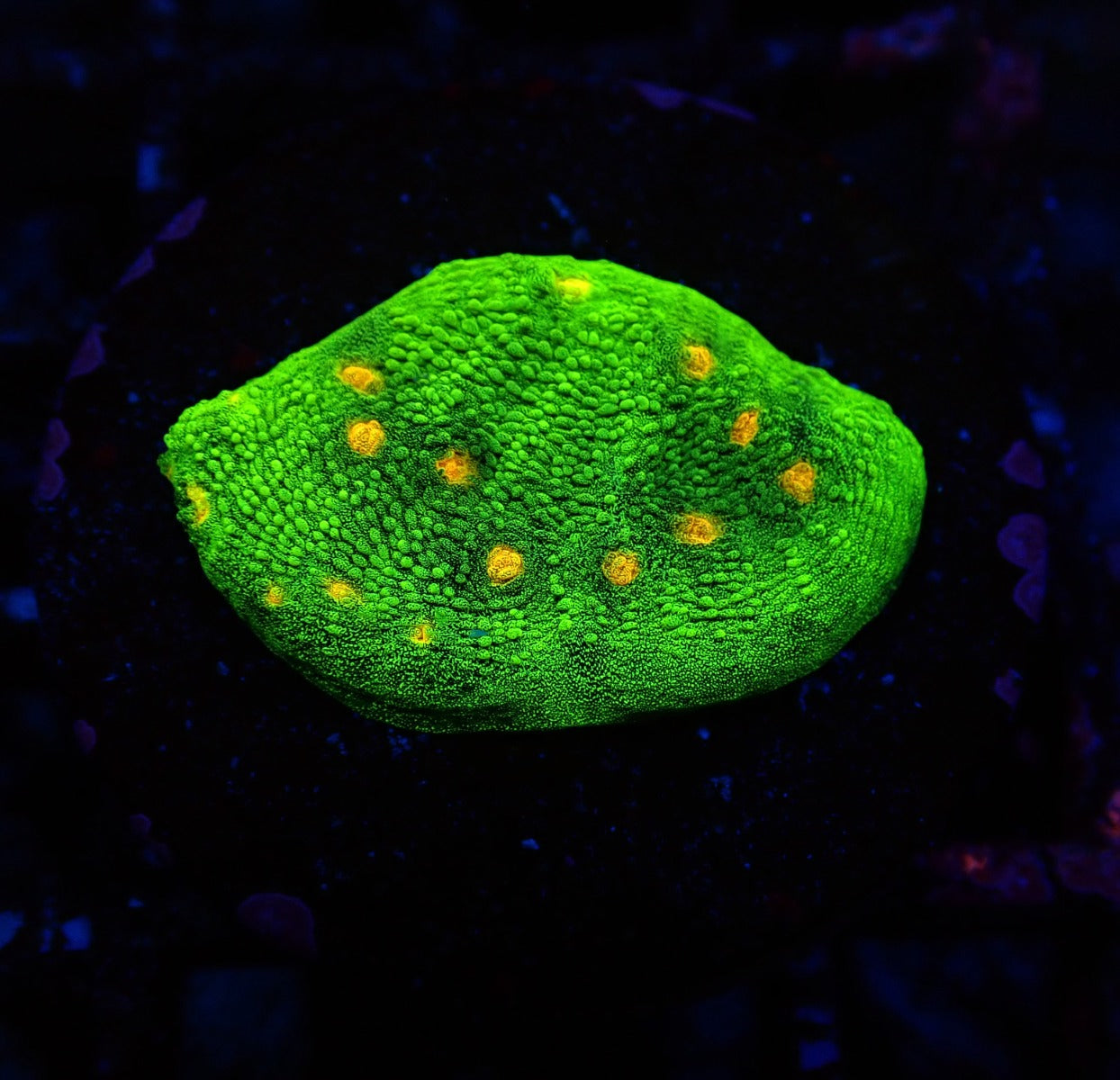 Echinophyllia spp. (Space Invader) (frag)