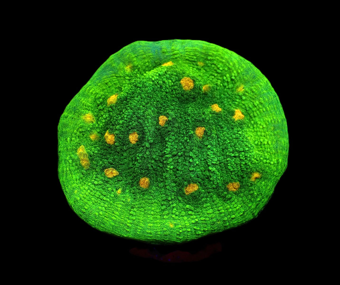 Echinophyllia spp. (Space Invader)
