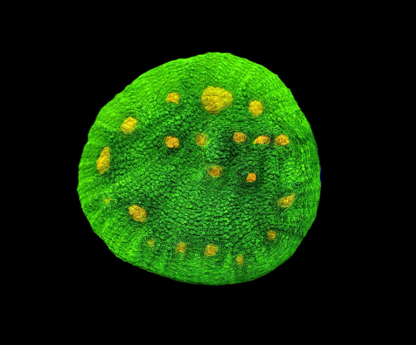 Echinophyllia spp. (Space Invader)