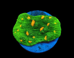 Echinophyllia spp. (Space Invader)