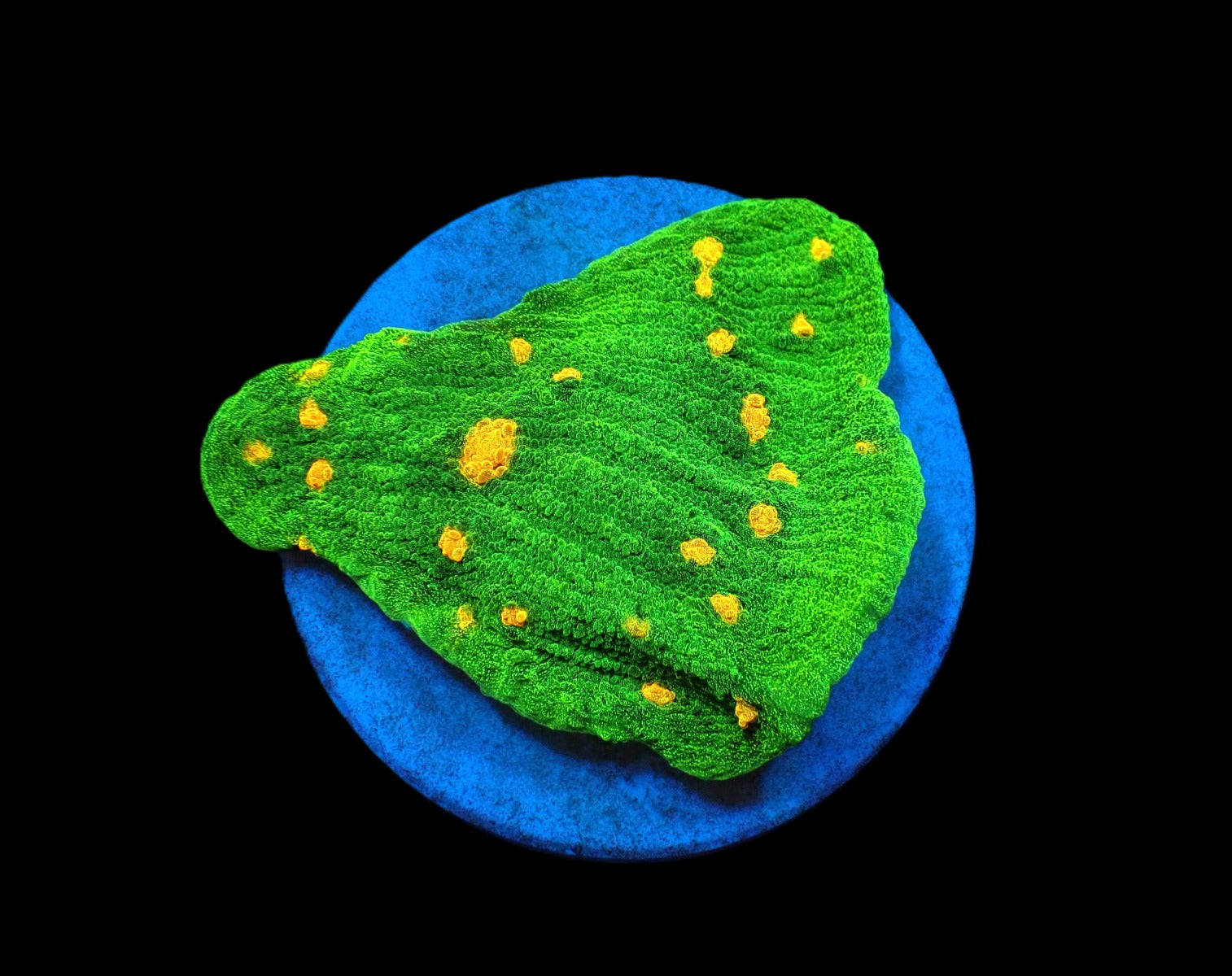 Echinophyllia spp. (Space Invader)