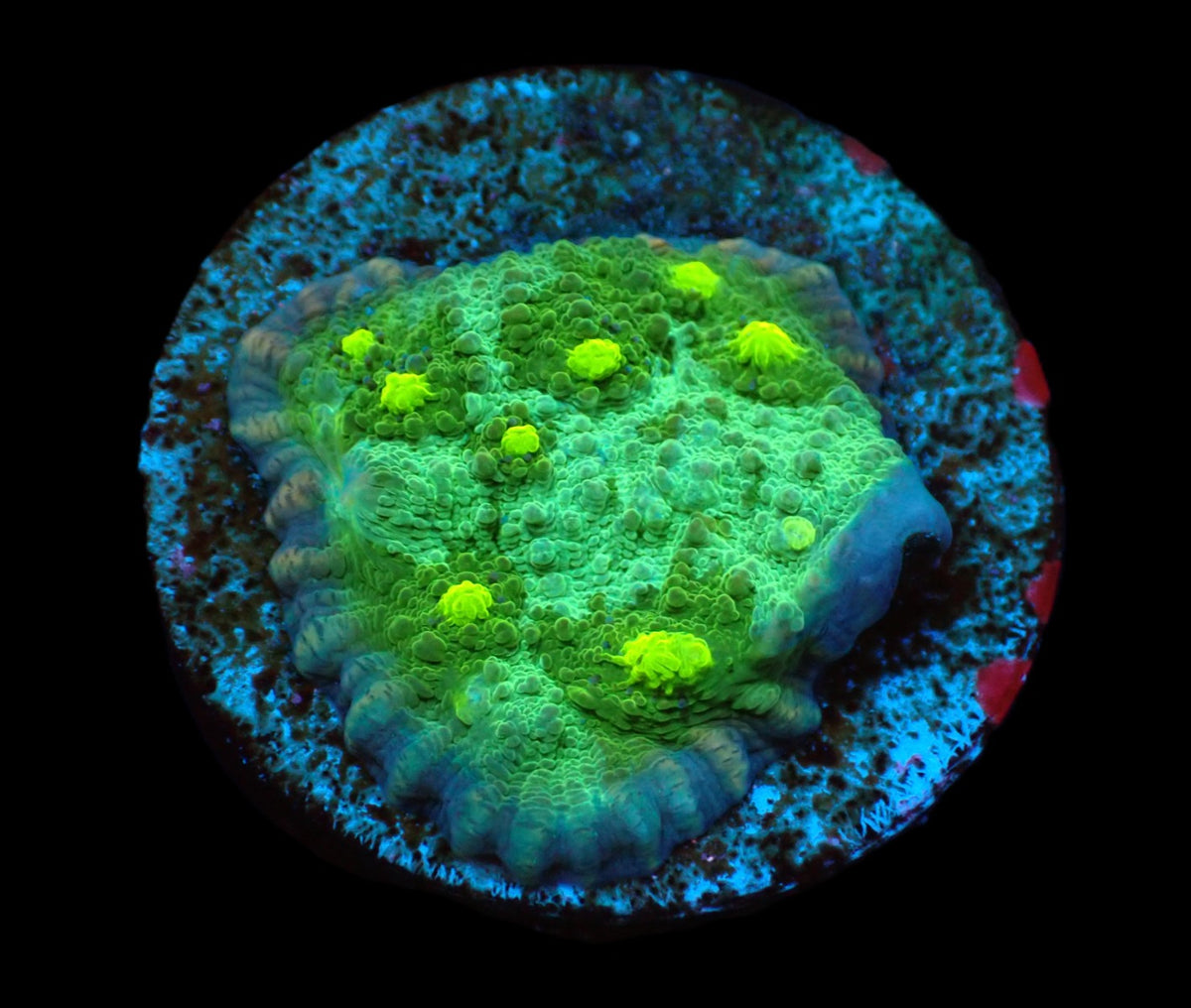 Echinophyllia sp. (Special Colored) (DJM frag) pb 179