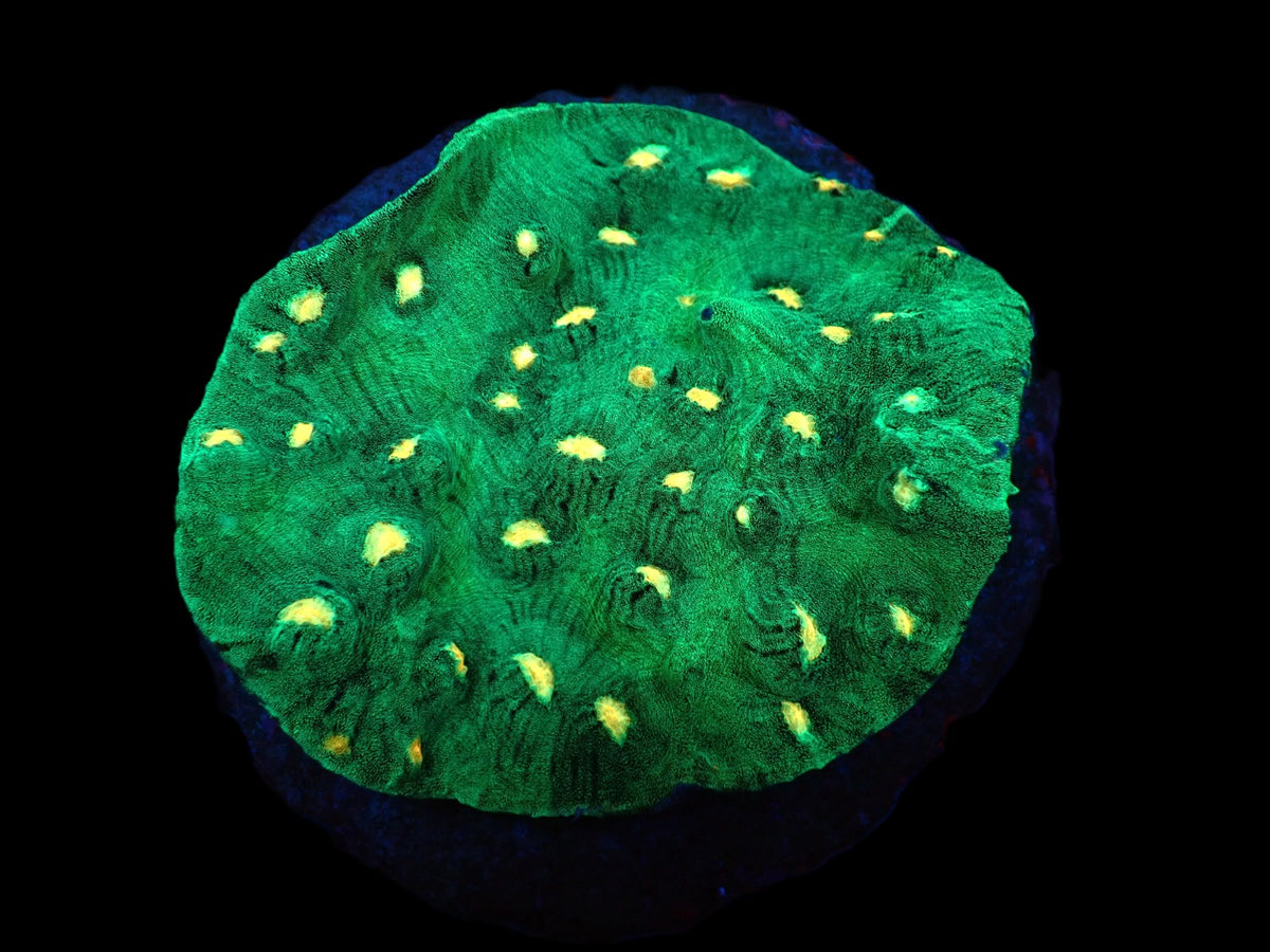 Echinophyllia sp. (Special Colored) (L) pb 170
