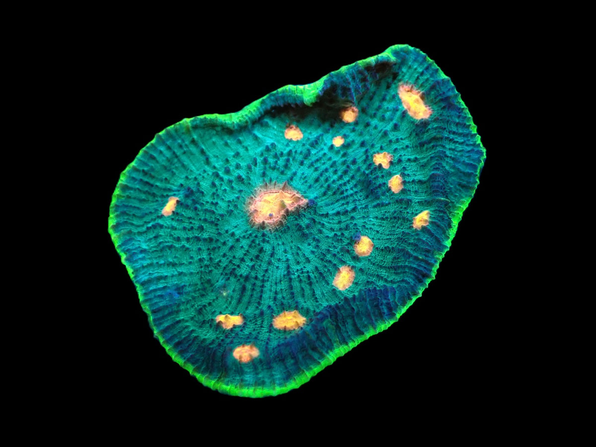 Echinophyllia sp. (Special Colored) (M) pb 367