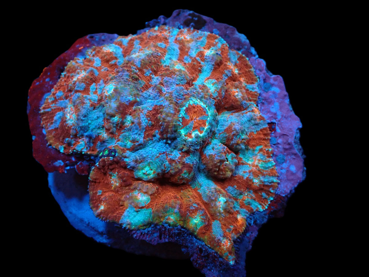 Echinophyllia sp. (Ultra) (M) pb 650