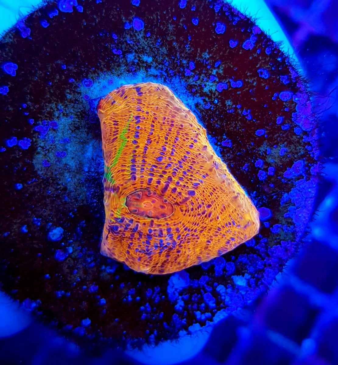 Echinophyllia spp. (Master Grade) (frag)