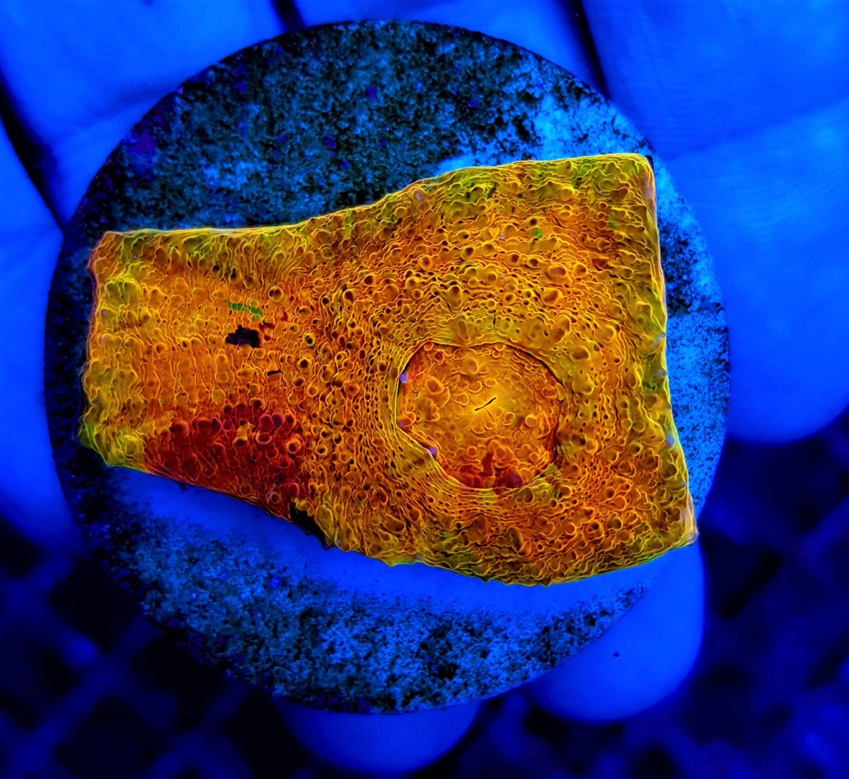 Echinophyllia spp. (Master Grade) (frag)
