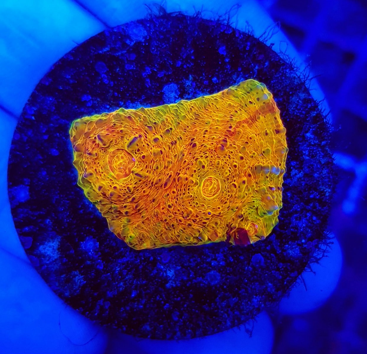 Echinophyllia spp. (Master Grade) (frag)