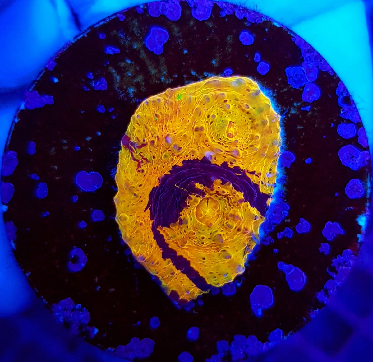 Echinophyllia spp. (Master Grade) (frag)