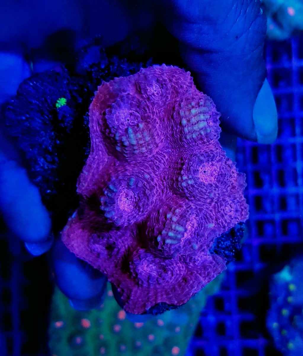 Echinophyllia spp. (Premium)
