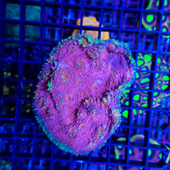 Echinophyllia spp. (Premium)