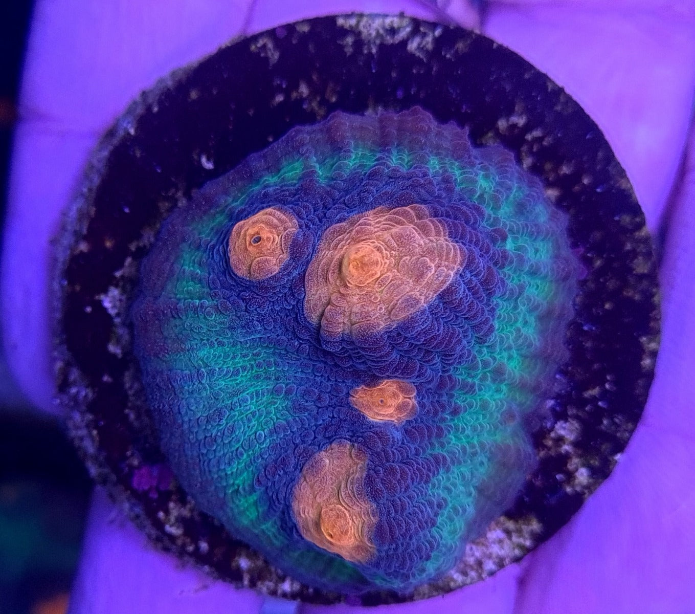 Echinophyllia spp. (Premium) (frag)
