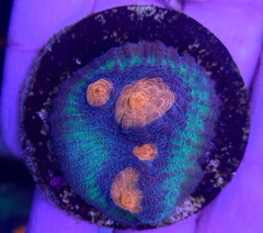 Echinophyllia spp. (Premium) (frag)