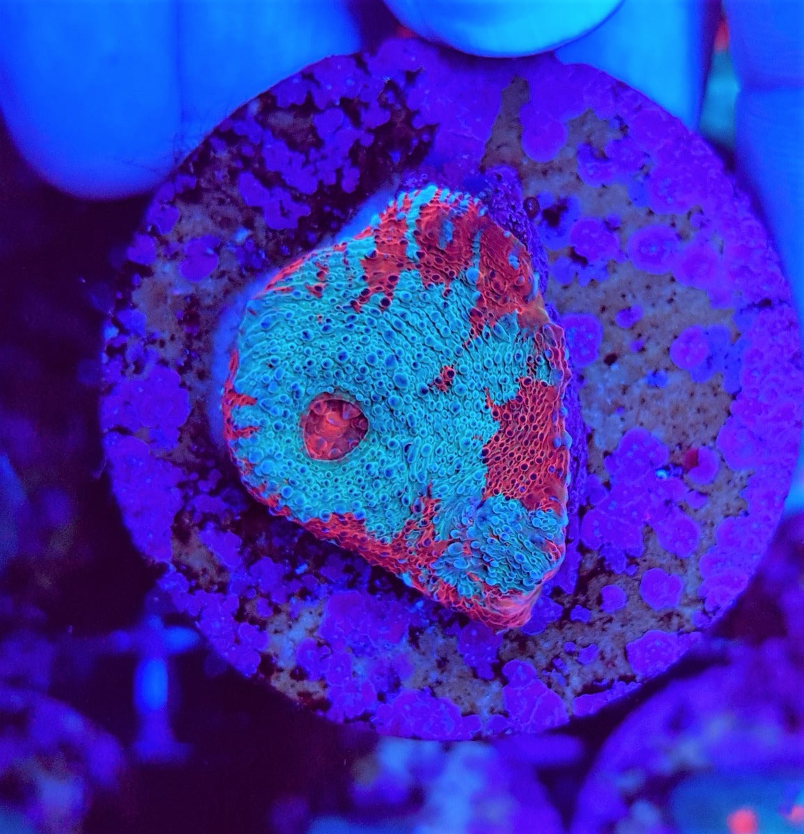 Echinophyllia spp. (Premium) (frag)