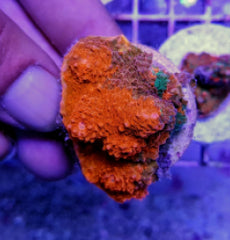 Echinophyllia spp. (Ultra) (frag)