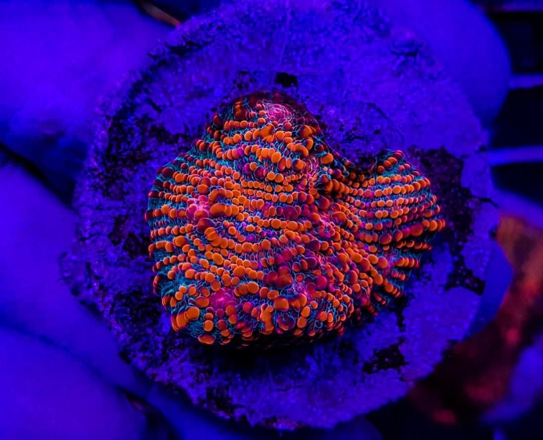 Echinophyllia spp. (Ultra) (frag)