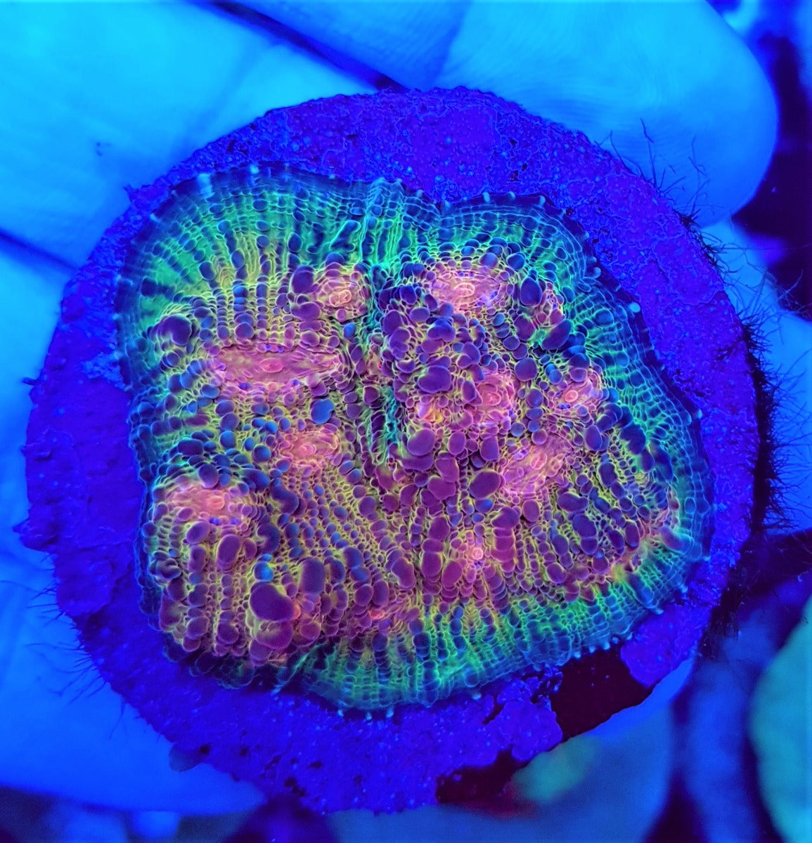 Echinophyllia spp. (Ultra) (frag)