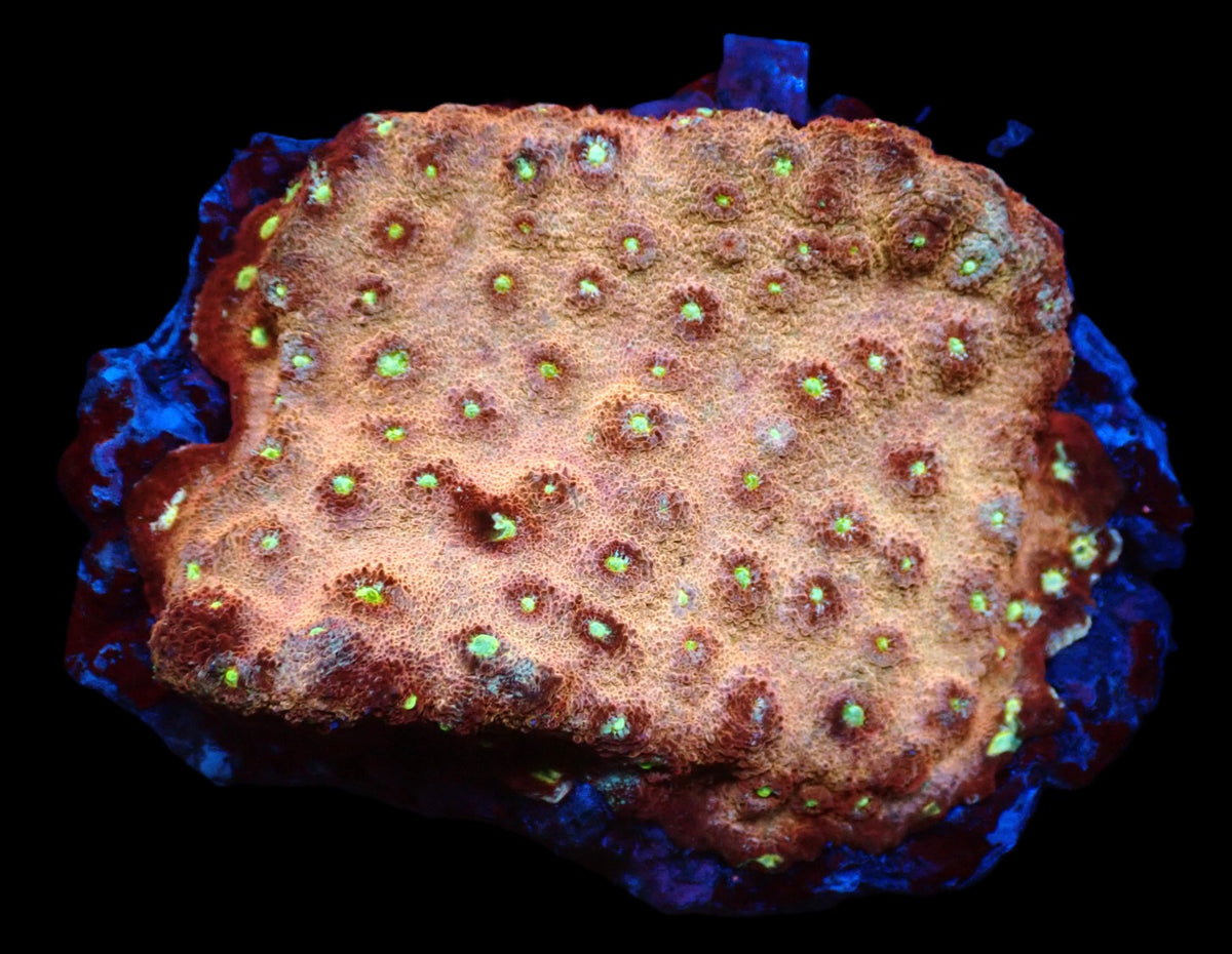 Echinopora sp. (Ultra) (L) pb 222
