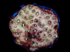 Echinopora sp. (Ultra) (L) pb 383