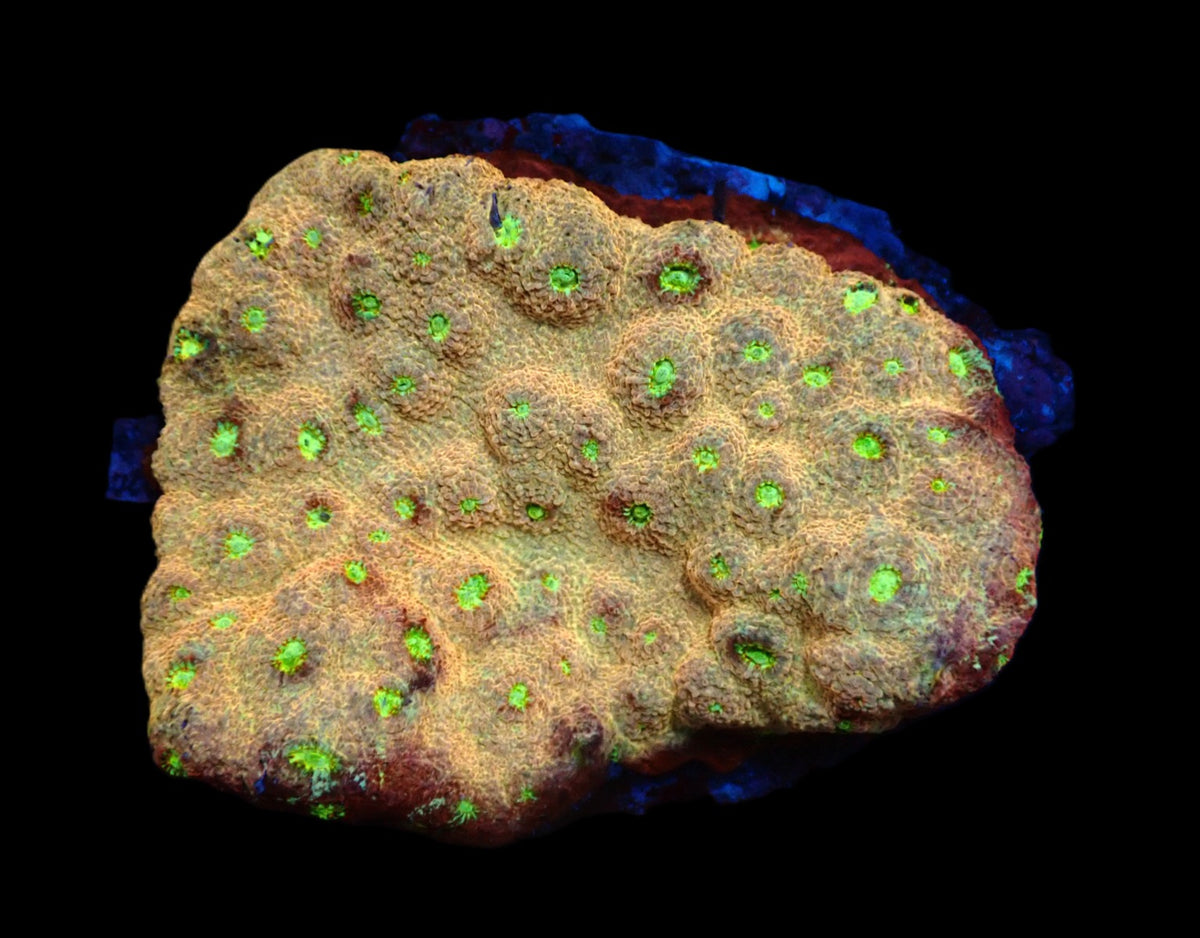 Echinopora sp. (Ultra) (L) pb 416