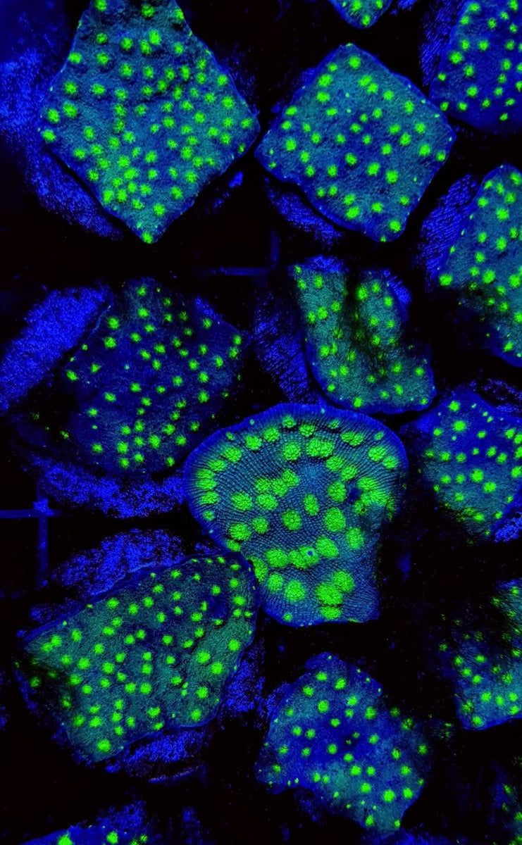 Echinopora spp. (Premium) (frag)