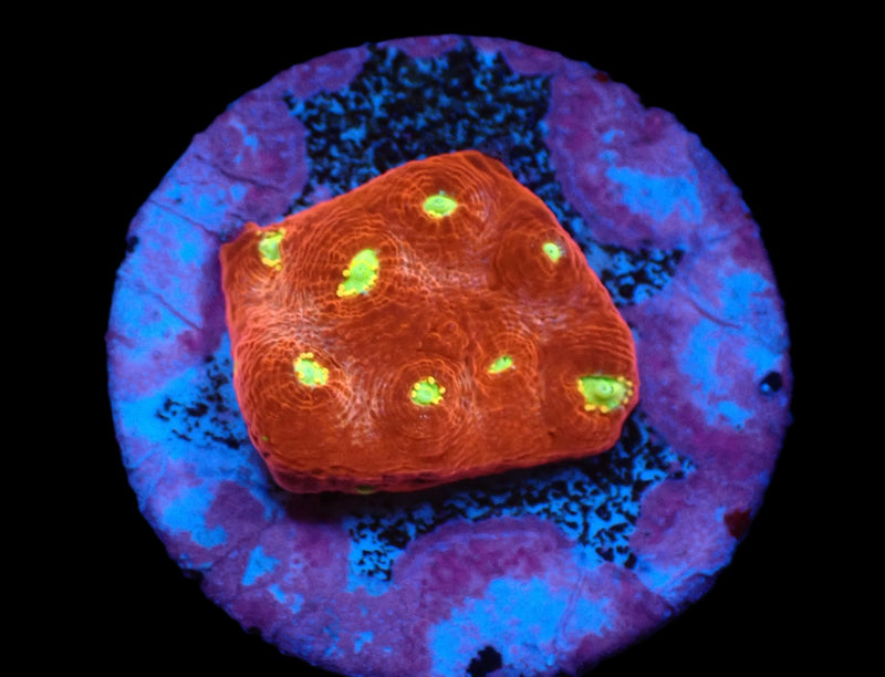 Echinopora taylorae (Yellow Eye) (DJM frag) (Rare) pb 352
