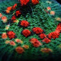 Echinopora spp. (Ultra)