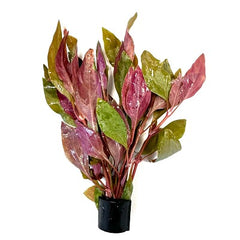 Alternanthera rosaefolia in Eco-ring