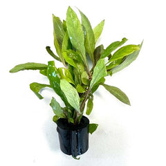 Hygrophila siamensis in Eco-ring