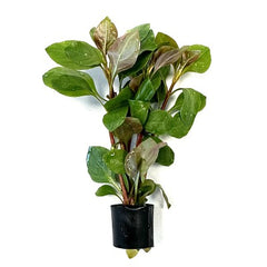 Ludwigia palustris red in Eco-ring