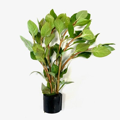 Ludwigia palustris green in Eco-ring