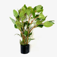 Ludwigia palustris green in Eco-ring