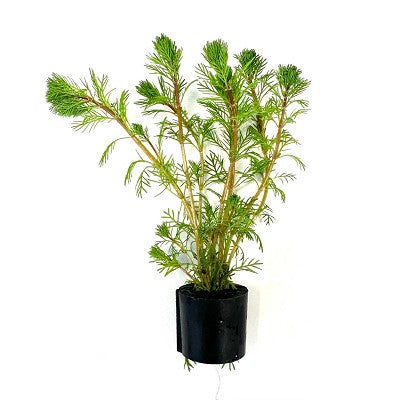 Myriophyllum brasiliensis in Eco-ring