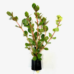 Rotala rotundifolia in Eco-ring