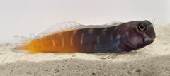 Ecsenius bicolor