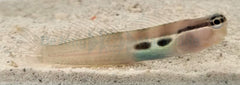 Ecsenius bimaculatus