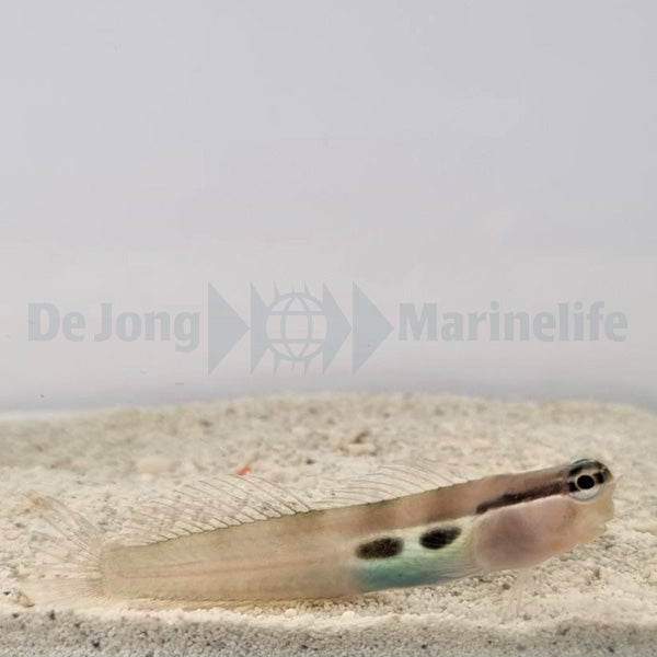 Ecsenius bimaculatus