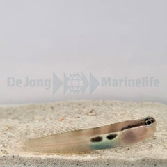 Ecsenius bimaculatus