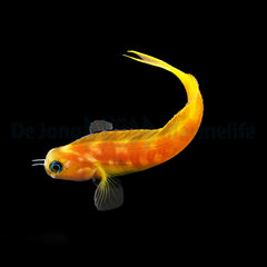 Ecsenius midas