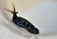 Ecsenius midas