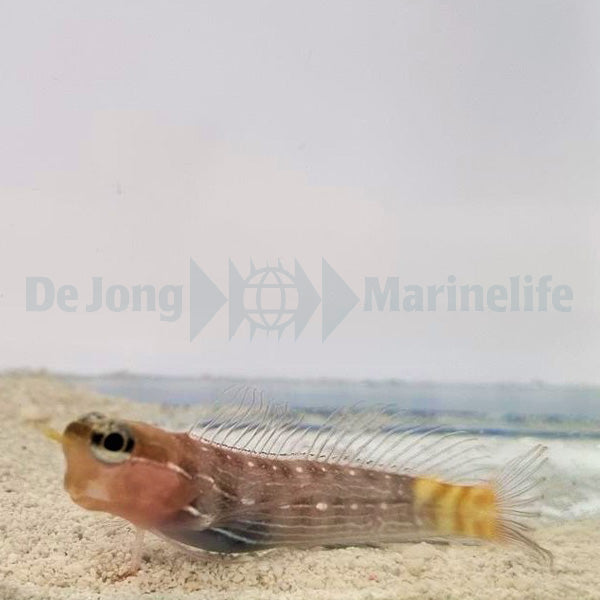 Ecsenius pictus
