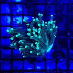 Euphyllia cristata (Green) (Premium) (1 hd.)