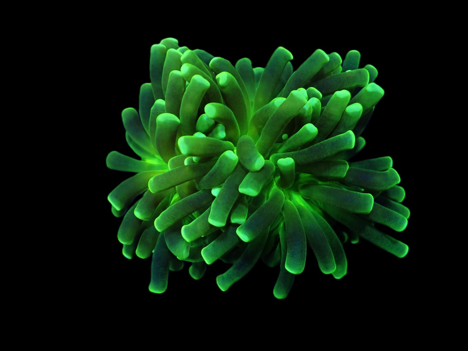 Euphyllia cristata (Green) (Ultra) (1 hd.)