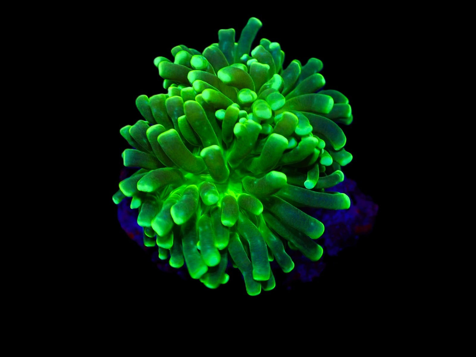 Euphyllia cristata (Green) (Ultra) (1 hd.)