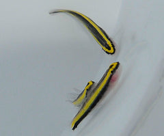 Elacatinus evelynae
