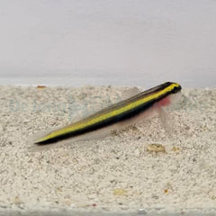 Elacatinus evelynae