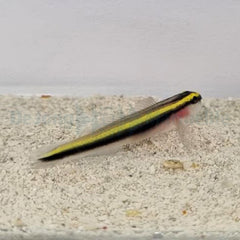 Elacatinus evelynae
