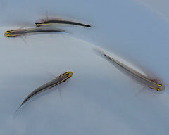 Elacatinus horsti