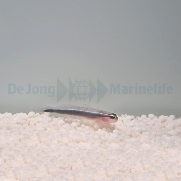Elacatinus lori