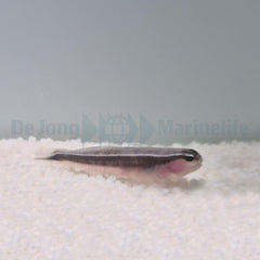 Elacatinus lori